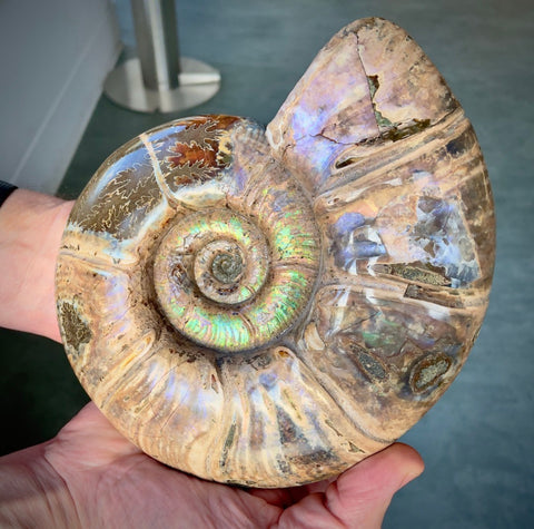 Large Madagascan Ammonite