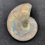 Madagascan Ammonite