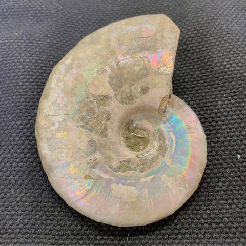 Madagascan Ammonite