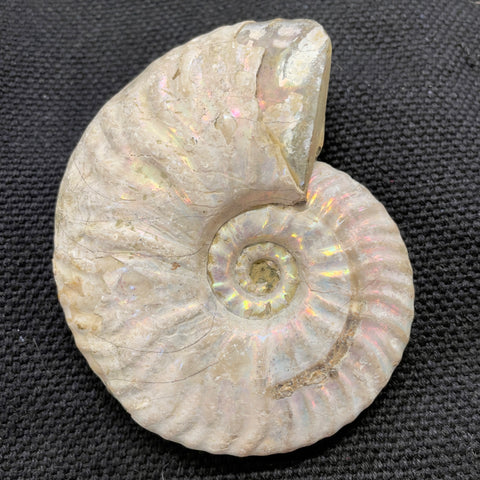 Madagascan Ammonite