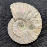Madagascan Ammonite