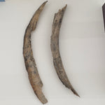 Mammoth Tusk Bark