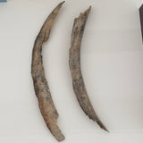 Mammoth Tusk Bark