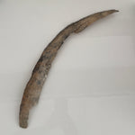 Mammoth Tusk Bark