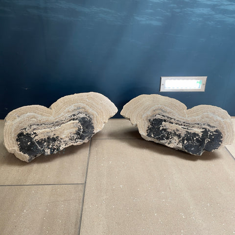 Stromatolite Halves