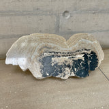 Stromatolite Halves
