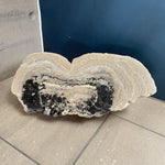 Stromatolite Halves