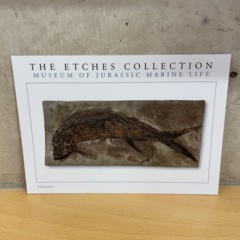 The Etches Collection Postcard - Thrissops