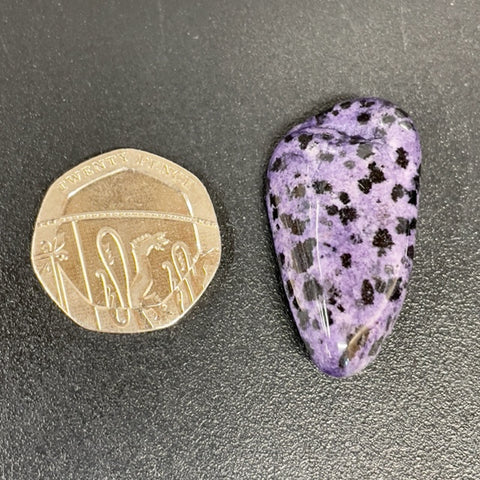 Purple Dalmatian