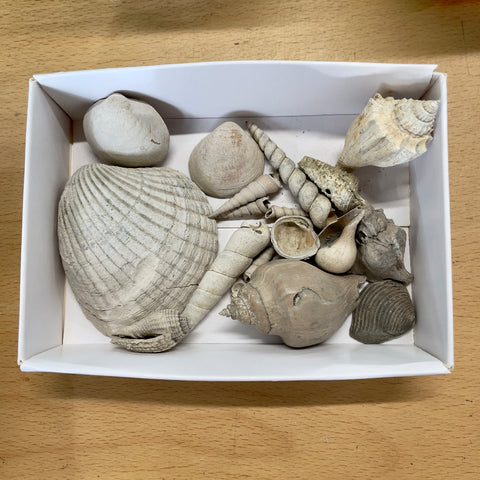 Box of Eocene Shells