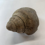 Eocene Sycostoma Pyrus