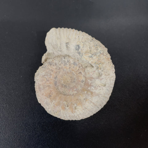 Stephanoceras Ammonite