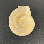 Hildoceras Ammonite