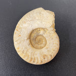 Hildoceras Ammonite