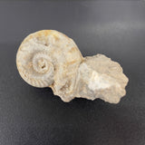 Hildoceras Ammonite