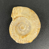 Hildoceras Ammonite