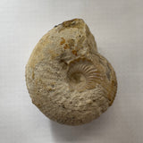 Chondoceras Ammonite