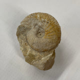 Chondoceras Ammonite
