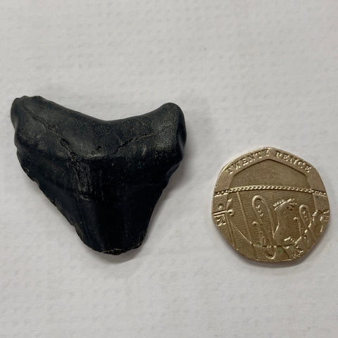 Partial Megalodon Tooth