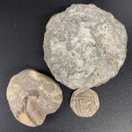 Fossil Echinoids