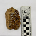 Pycnodont Splenials (Lower Jaw)