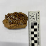 Pycnodont Splenials (Lower Jaw)