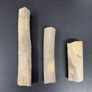 Ichthyosaur Rib Fragments