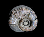 Ammonite - Proaustraliceras simbirskense [ Ref FG2 ]