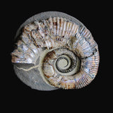 Ammonite - Proaustraliceras simbirskense [ Ref FG2 ]