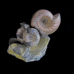 Ammonites - Cadoceras  [ Ref FG3 ]