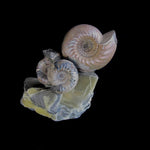 Ammonites - Cadoceras  [ Ref FG3 ]