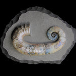 Ammonite - Audoliceras  [ Ref FG1 ]