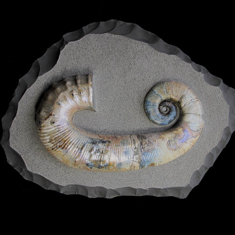 Ammonite - Audoliceras  [ Ref FG1 ]