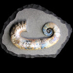 Ammonite - Audoliceras  [ Ref FG1 ]