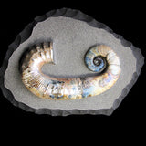 Ammonite - Audoliceras  [ Ref FG1 ]