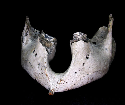 Lower Mammoth Jaw with teeth  [ Ref FG6 ]