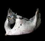 Lower Mammoth Jaw with teeth  [ Ref FG6 ]