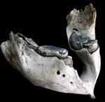 Lower Mammoth Jaw with teeth  [ Ref FG6 ]