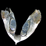 Lower Mammoth Jaw with teeth  [ Ref FG6 ]