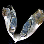 Lower Mammoth Jaw with teeth  [ Ref FG6 ]