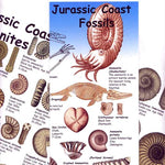 Jurassic Coast Fossils ID Chart
