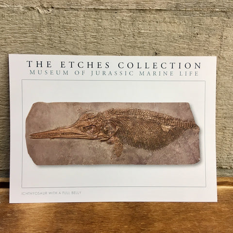 The Etches Collection Postcard - Ichthyosaur with a full belly