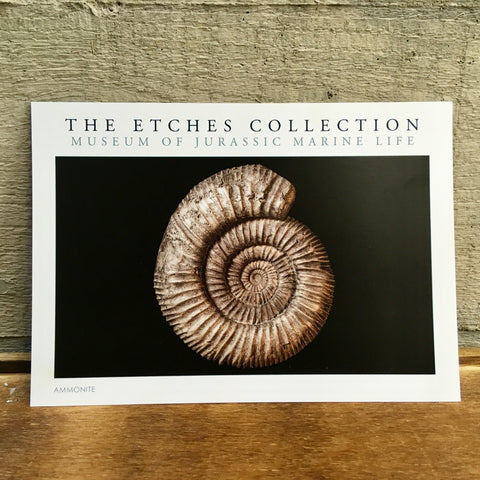 The Etches Collection Postcard - Ammonite
