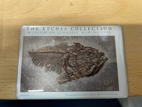 The Etches Collection Thrissop Fridge Magnet