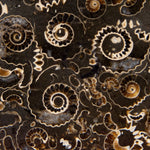 Online Lecture Access - Mass Extinctions, Missing Links and Other Myths of Evolution