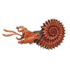 Ammonite Model Toy