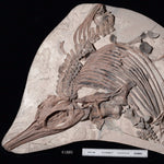 Online Lecture Access - The Ichthyosaurs of the Kimmeridge Clay