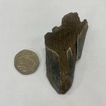 Partial Megalodon Tooth