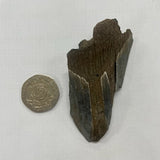 Partial Megalodon Tooth