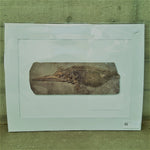 Ichthyosaur with a Full Belly - A3 Unmounted Print